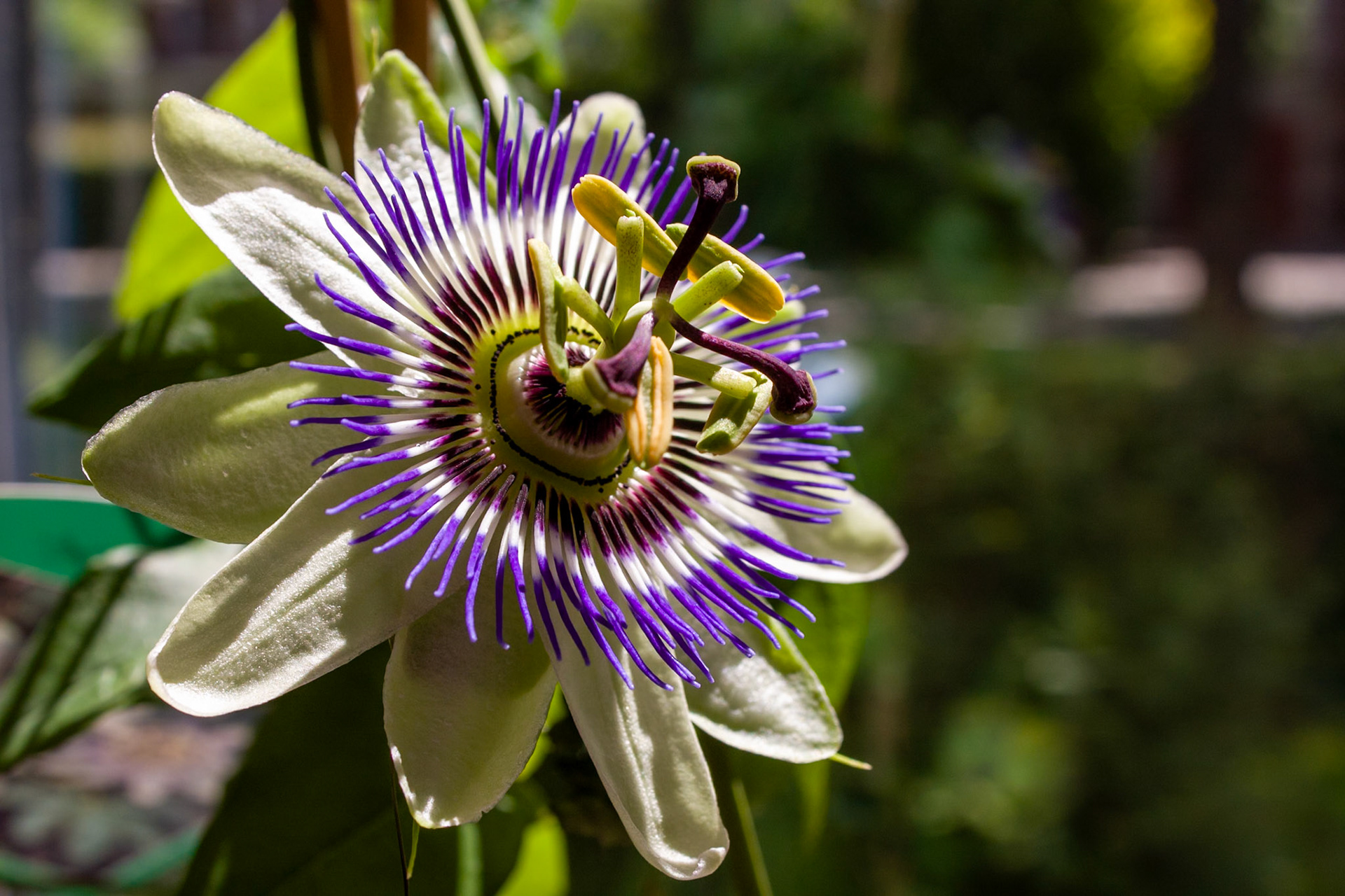 Passiflora