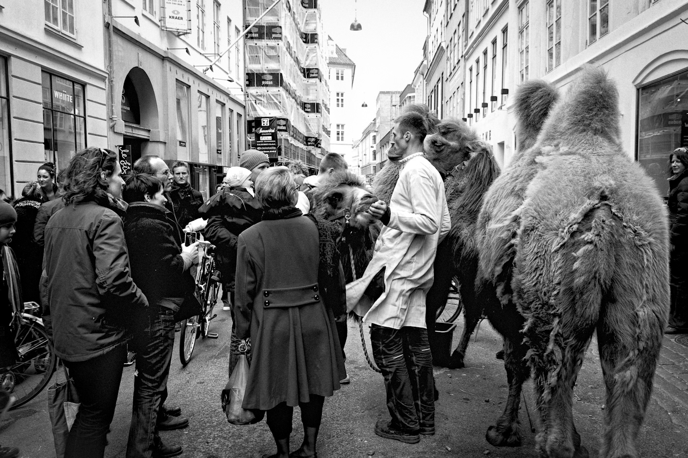 Street camel