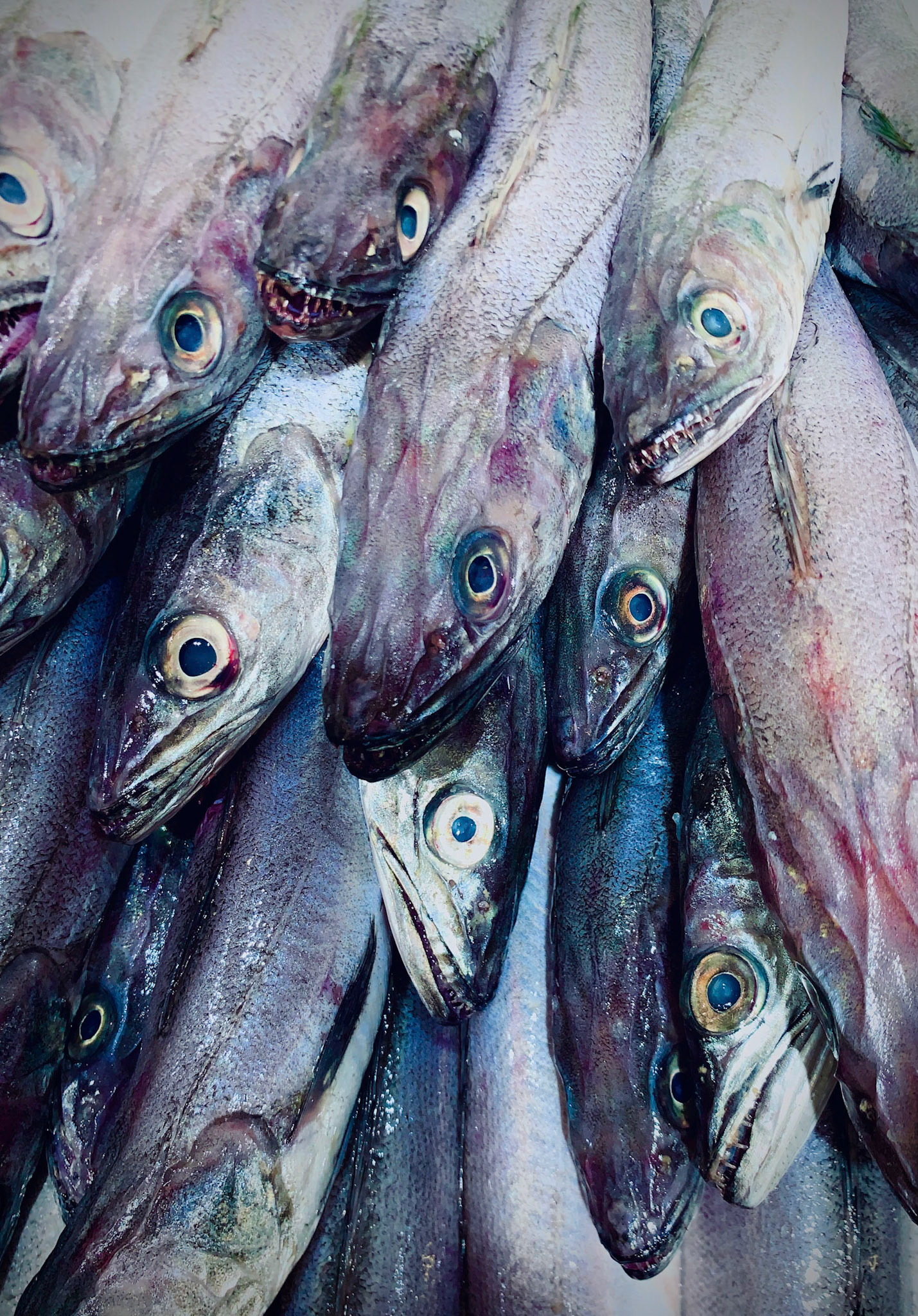 Frische Fische werden zum Verkauf angeboten, Mallorca, Balearische Inseln, Spanien