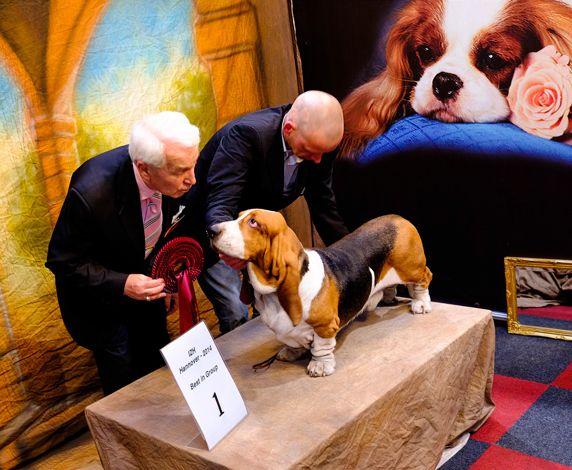 Basset to be given an award after winning his category of a dog show, Hannover (Germany 2014). Internationale Rassehunde-Ausstellung in Hannover am 1. und 2. November 2014, veranstaltet vom Verein der Hundefreunde von 1902. Keinerlei Freigabeerklärungen vorhanden. Foto: Jens-Christof Niemeyer