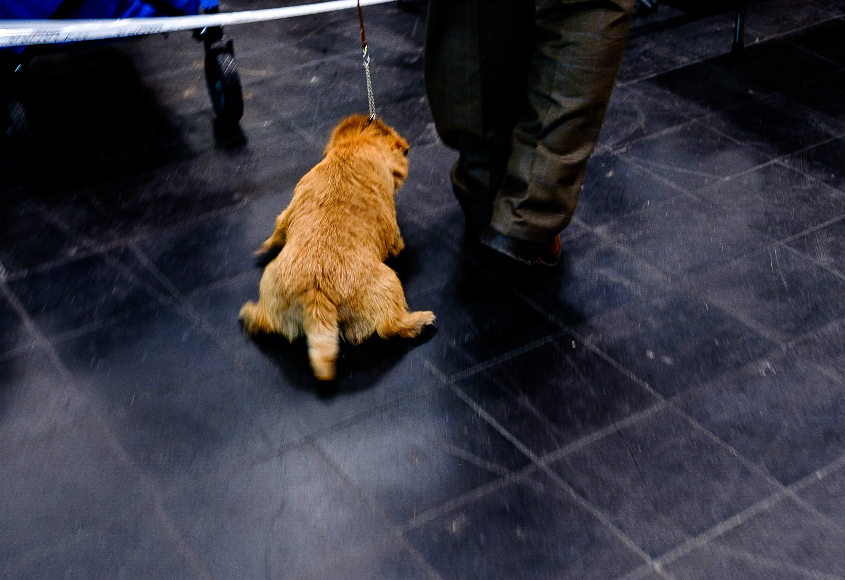 Owner pulls his dog to force him/her to move on the floor of the exhibition hall of a dog show, Hannover (Germany 2014). Internationale Rassehunde-Ausstellung in Hannover am 1. und 2. November 2014, veranstaltet vom Verein der Hundefreunde von 1902. Keinerlei Freigabeerklärungen vorhanden. Foto: Jens-Christof Niemeyer
