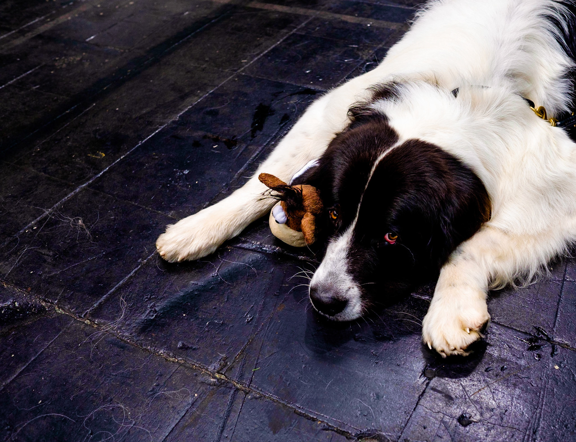 Dog and a pet lying on the floor of the exhibition hall where a dog show takes place, Hannover (Germany 2014). Internationale Rassehunde-Ausstellung in Hannover am 1. und 2. November 2014, veranstaltet vom Verein der Hundefreunde von 1902. Keinerlei Freigabeerklärungen vorhanden. Foto: Jens-Christof Niemeyer