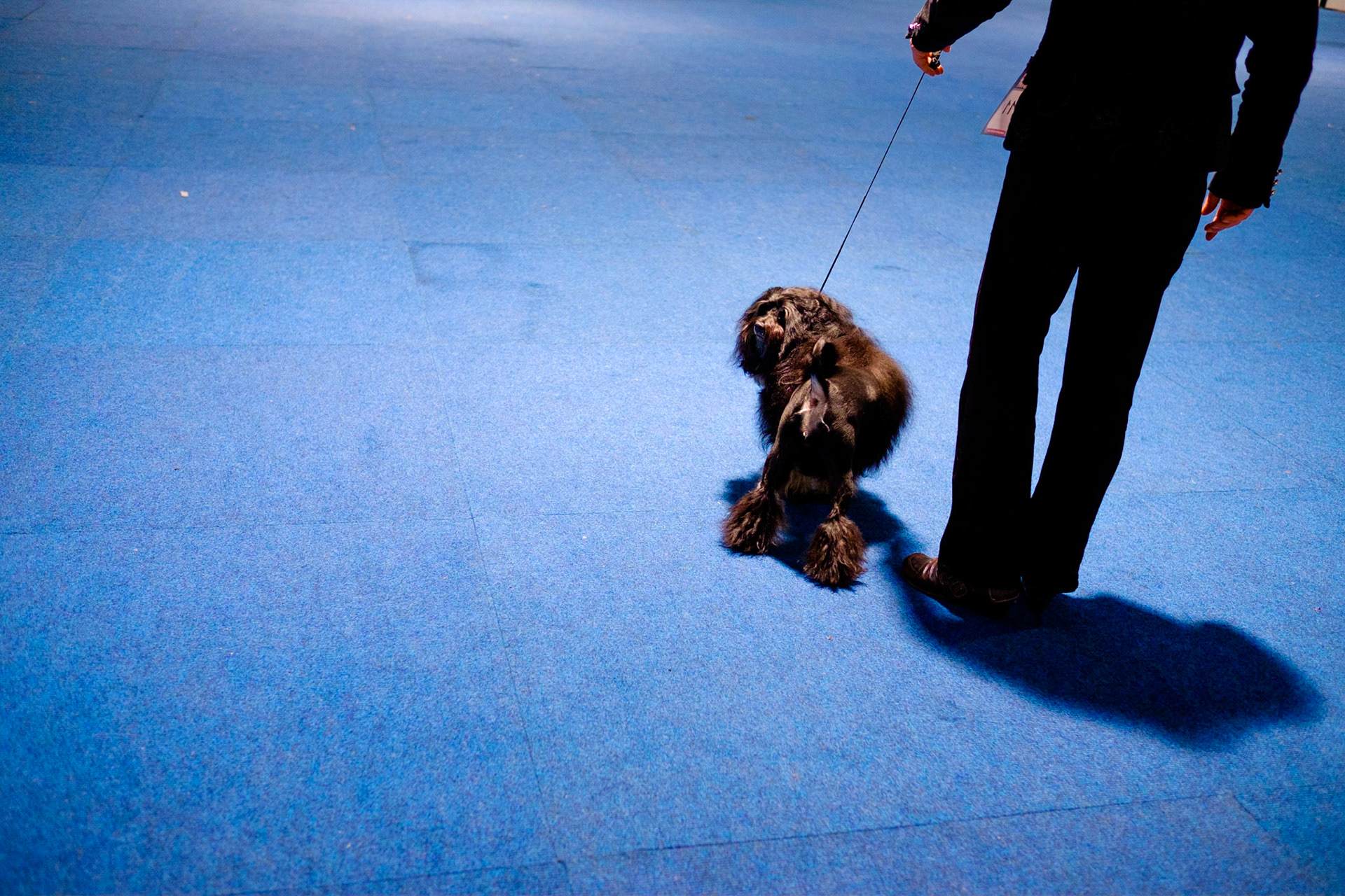 Dog is presented to the judges by his/her owner on blue carpet. Dog show, Hannover (Germany 2014). Internationale Rassehunde-Ausstellung in Hannover am 1. und 2. November 2014, veranstaltet vom Verein der Hundefreunde von 1902. Keinerlei Freigabeerklärungen vorhanden. Foto: Jens-Christof Niemeyer