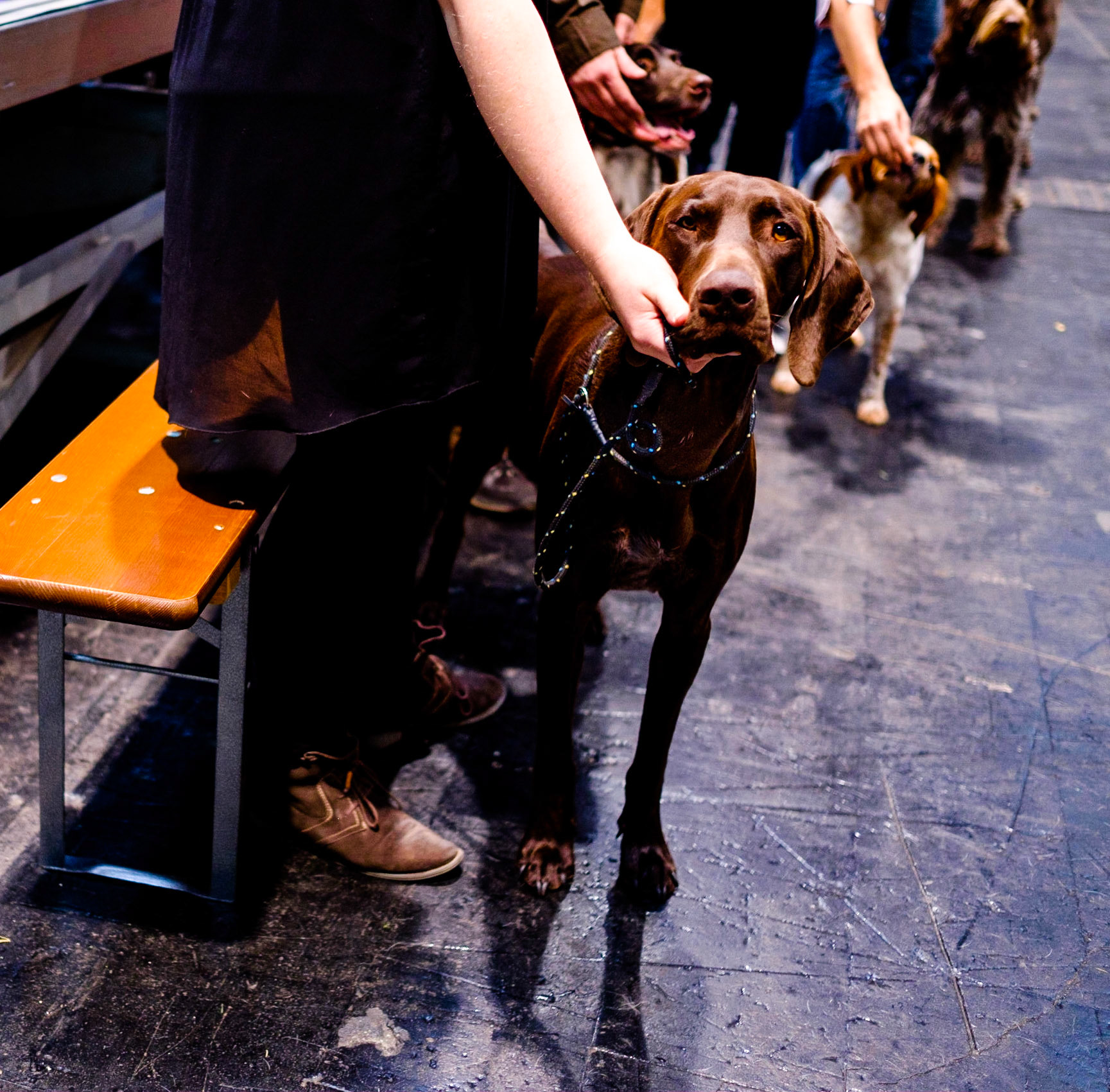 Dogs waiting for their presentation to the jugdes of a dog show, Hannover (Germany 2014). Internationale Rassehunde-Ausstellung in Hannover am 1. und 2. November 2014, veranstaltet vom Verein der Hundefreunde von 1902. Keinerlei Freigabeerklärungen vorhanden. Foto: Jens-Christof Niemeyer