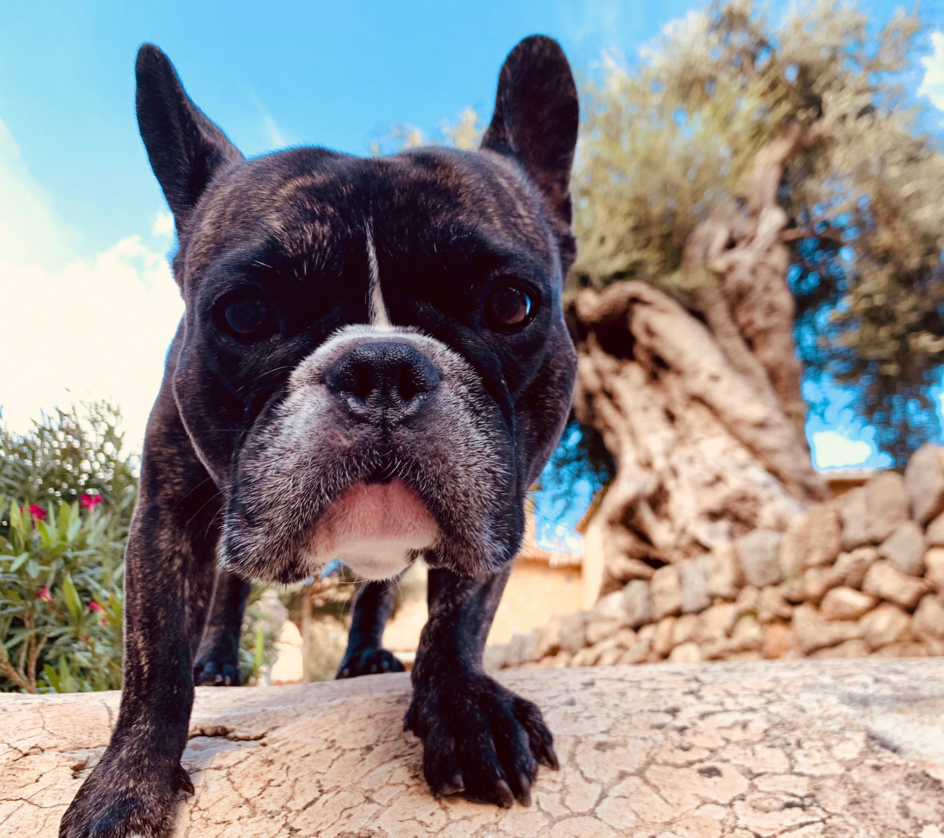 Mops ganz nah, Deia, Mallorca, Balearische Inseln, Spanien