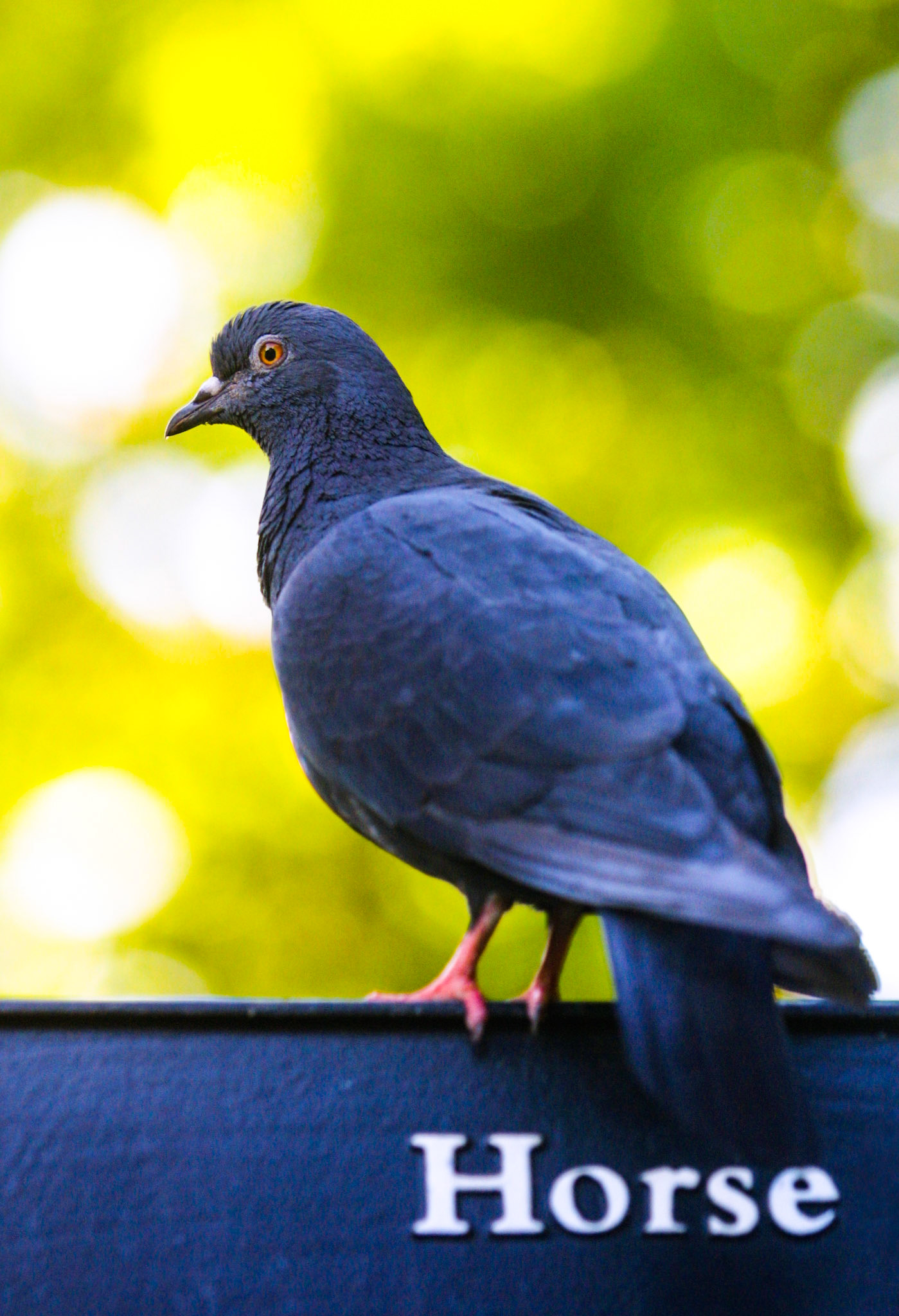 Pigeon sits in London's St. James’s Park on a signpost where the lettering "Horse" is visible (United Kingdom 2003).