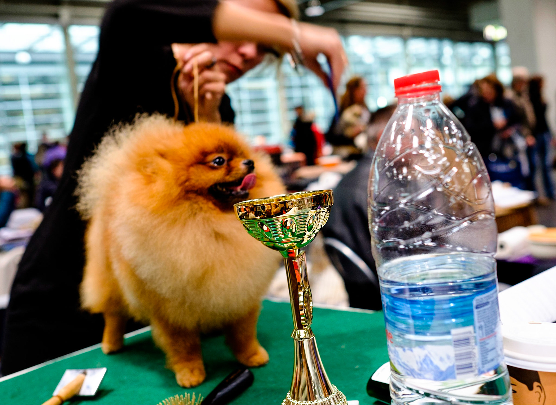 Dog is styled for presentation in a dog show, Hannover (Germany 2014). Internationale Rassehunde-Ausstellung in Hannover am 1. und 2. November 2014, veranstaltet vom Verein der Hundefreunde von 1902. Keinerlei Freigabeerklärungen vorhanden. Foto: Jens-Christof Niemeyer