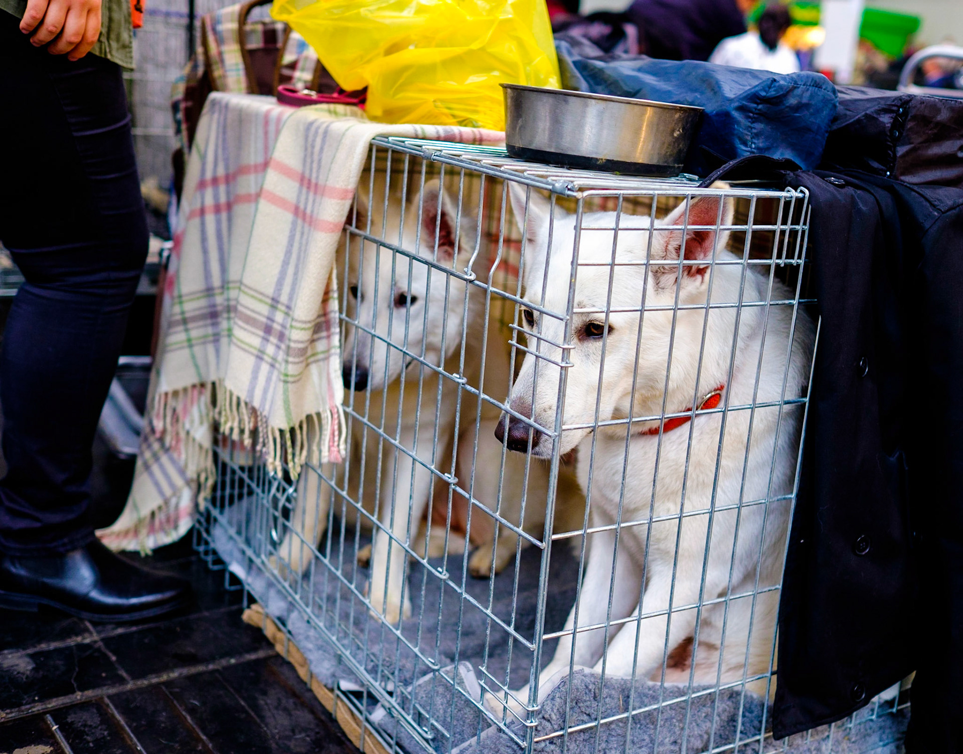 Internationale Rassehunde-Ausstellung in Hannover am 1. und 2. November 2014, veranstaltet vom Verein der Hundefreunde von 1902. Keinerlei Freigabeerklärungen vorhanden. Foto: Jens-Christof Niemeyer