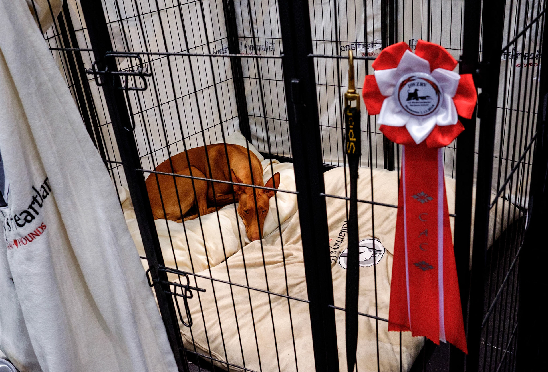 Dog resting in his/her cage after winning a price in a dog show, Hannover (Germany 2014). Internationale Rassehunde-Ausstellung in Hannover am 1. und 2. November 2014, veranstaltet vom Verein der Hundefreunde von 1902. Keinerlei Freigabeerklärungen vorhanden. Foto: Jens-Christof Niemeyer