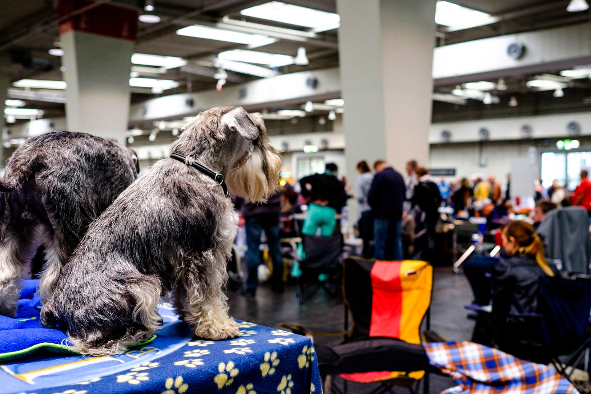 Internationale Rassehunde-Ausstellung in Hannover am 1. und 2. November 2014, veranstaltet vom Verein der Hundefreunde von 1902. Keinerlei Freigabeerklärungen vorhanden. Foto: Jens-Christof Niemeyer