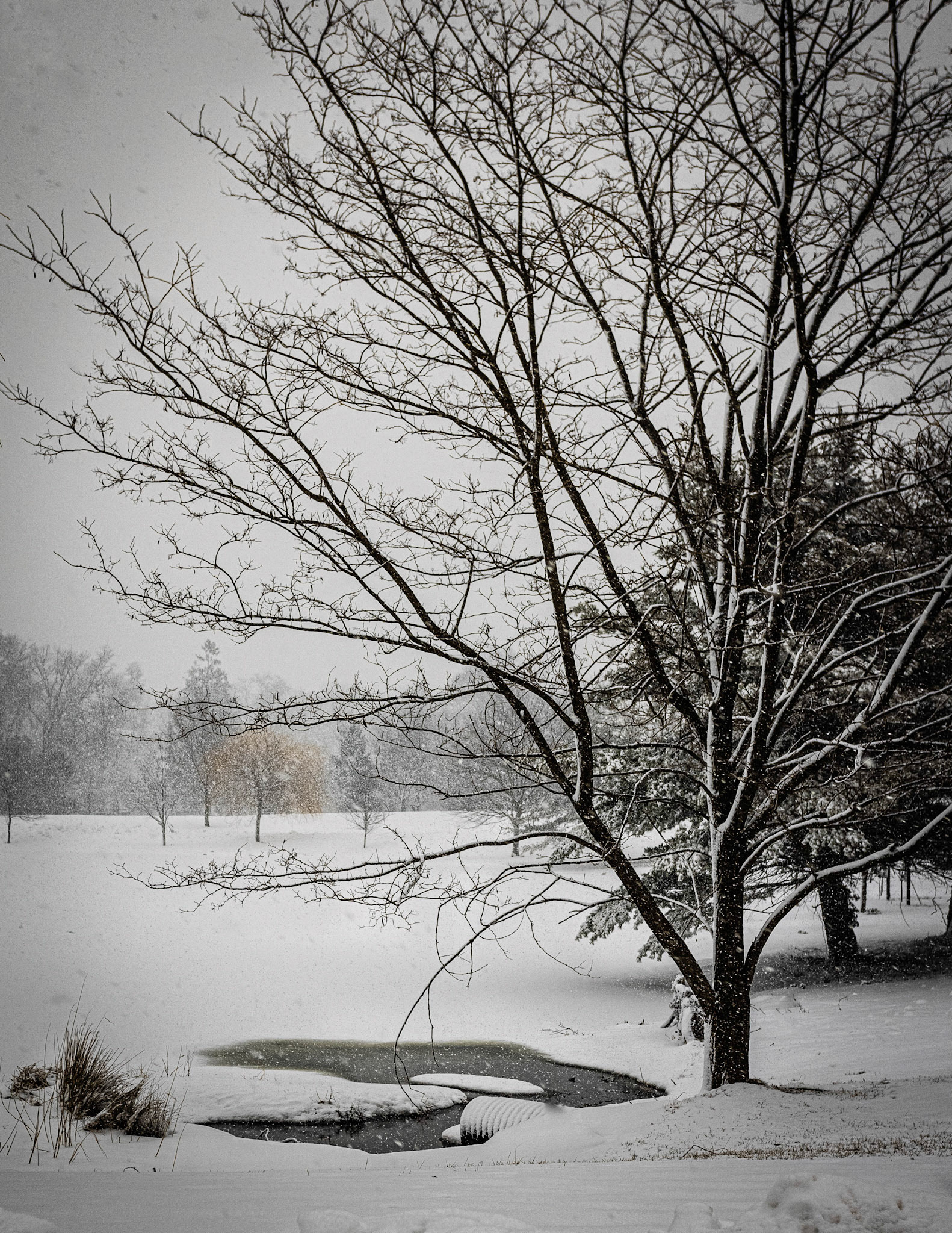 Fresh Snow