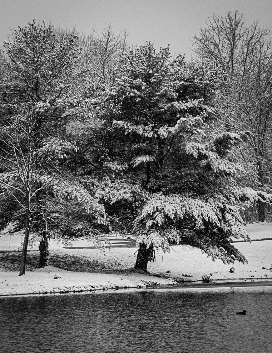 Cold and Lonely Duck