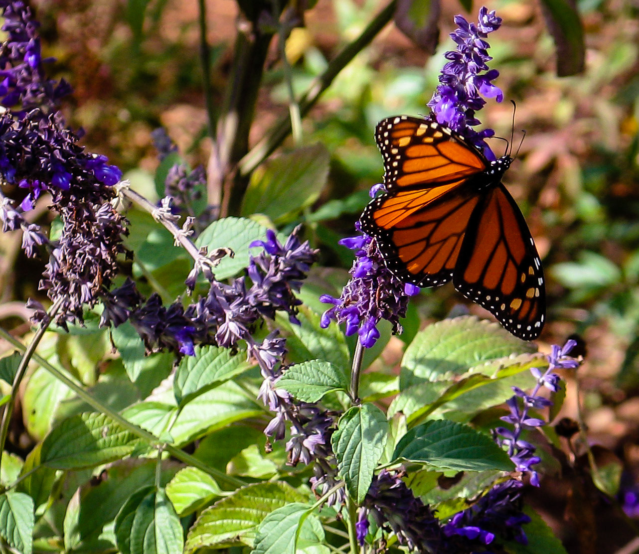 Butterflies are Free