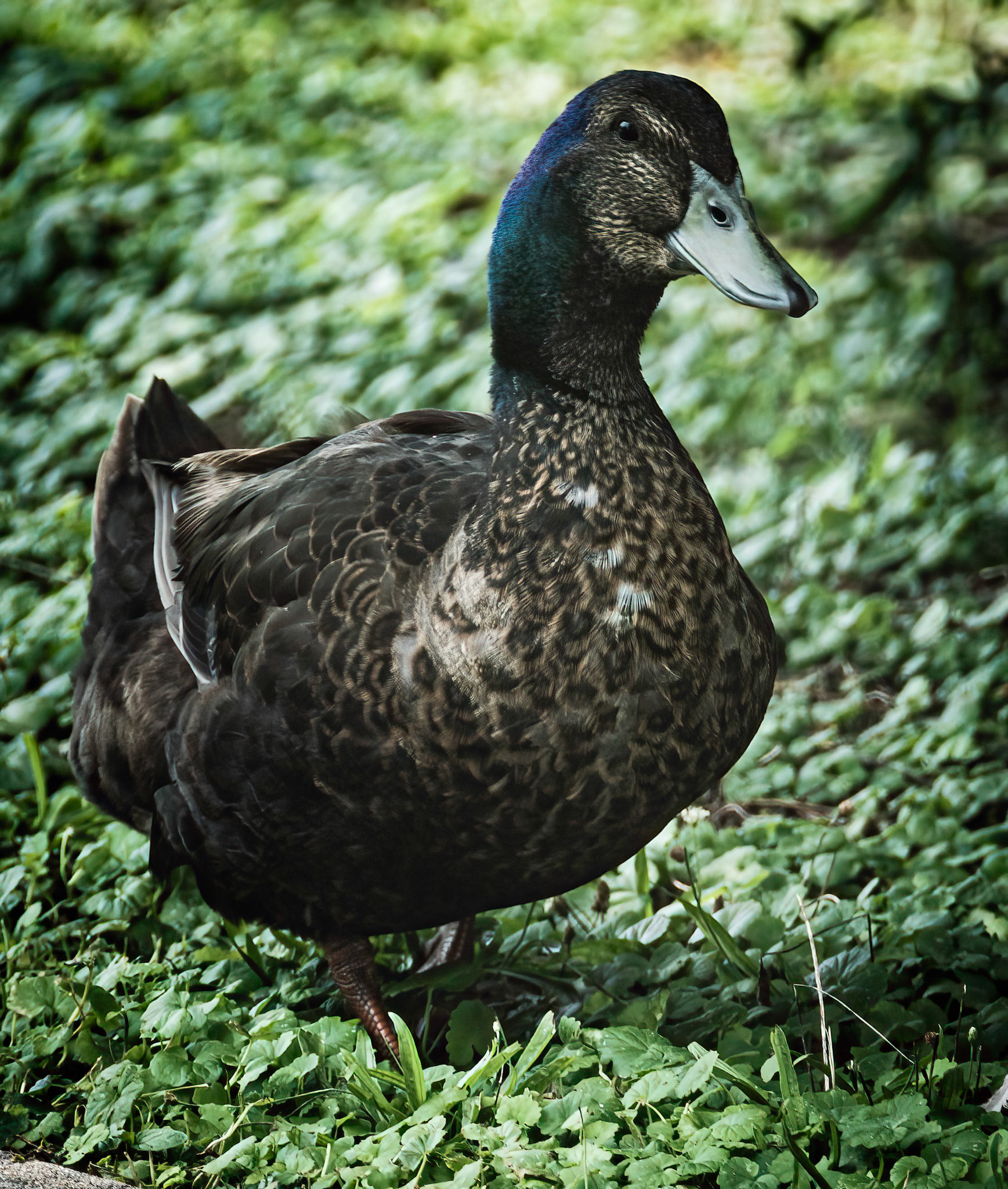 Quack?