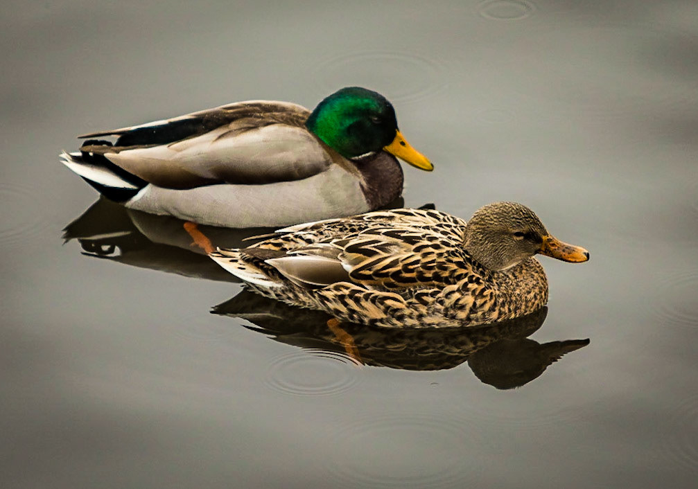 Contentment
