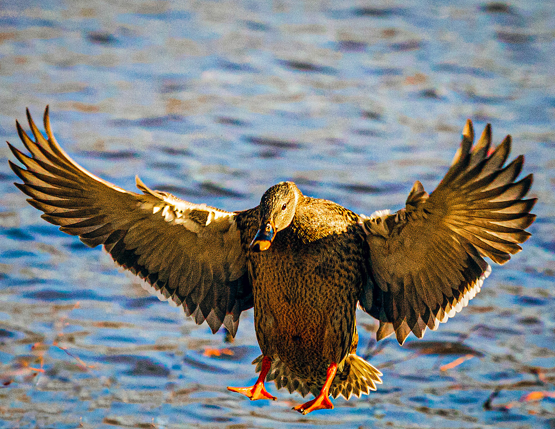 Cleared for Landing