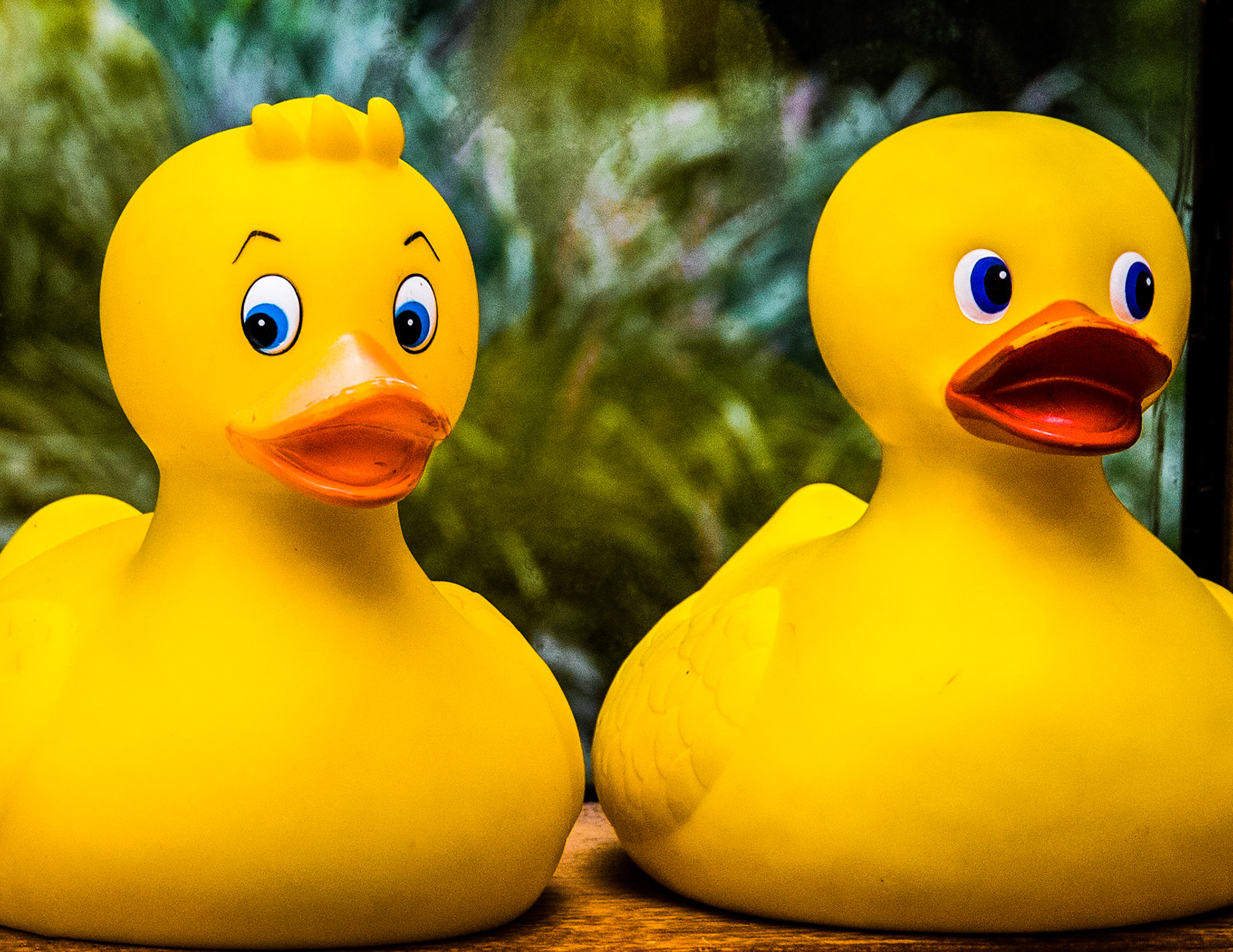 Quack!