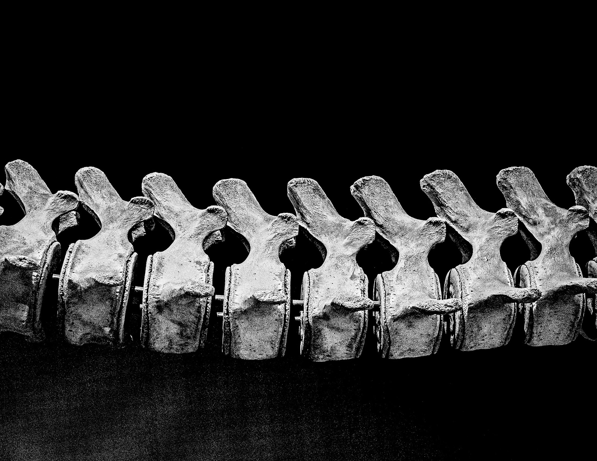 Backbone