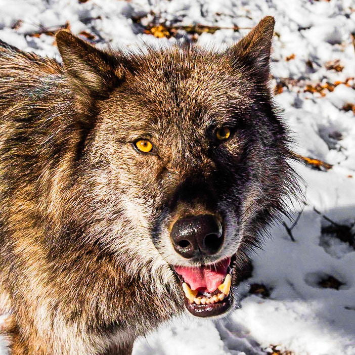 Nice Wolfie...