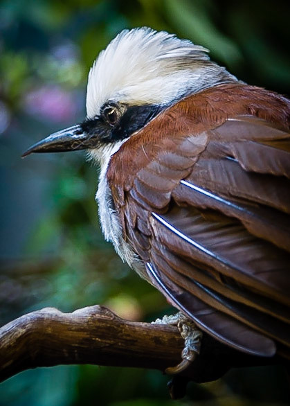All puffed up