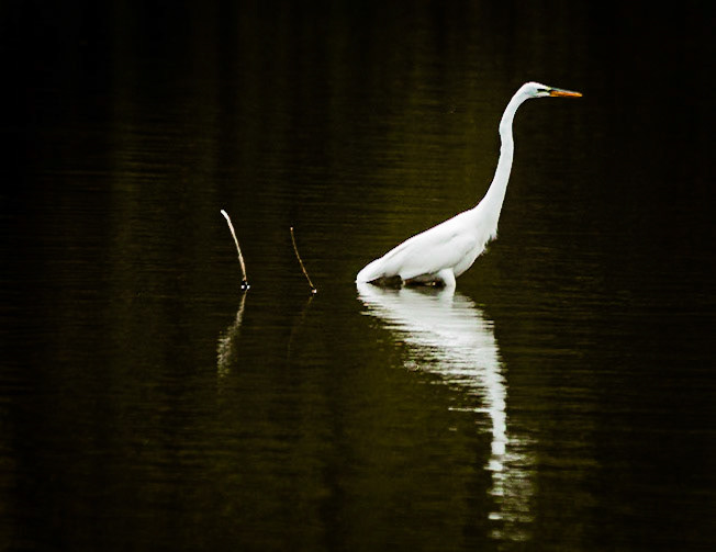Solitude