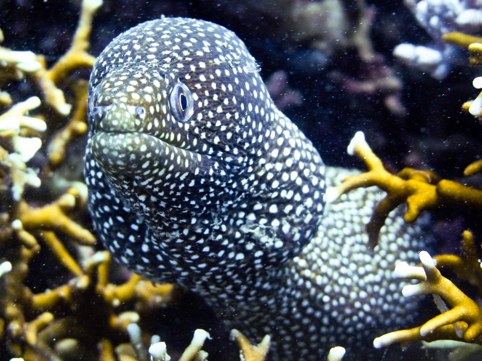 Nha Trang, Viêt Nam