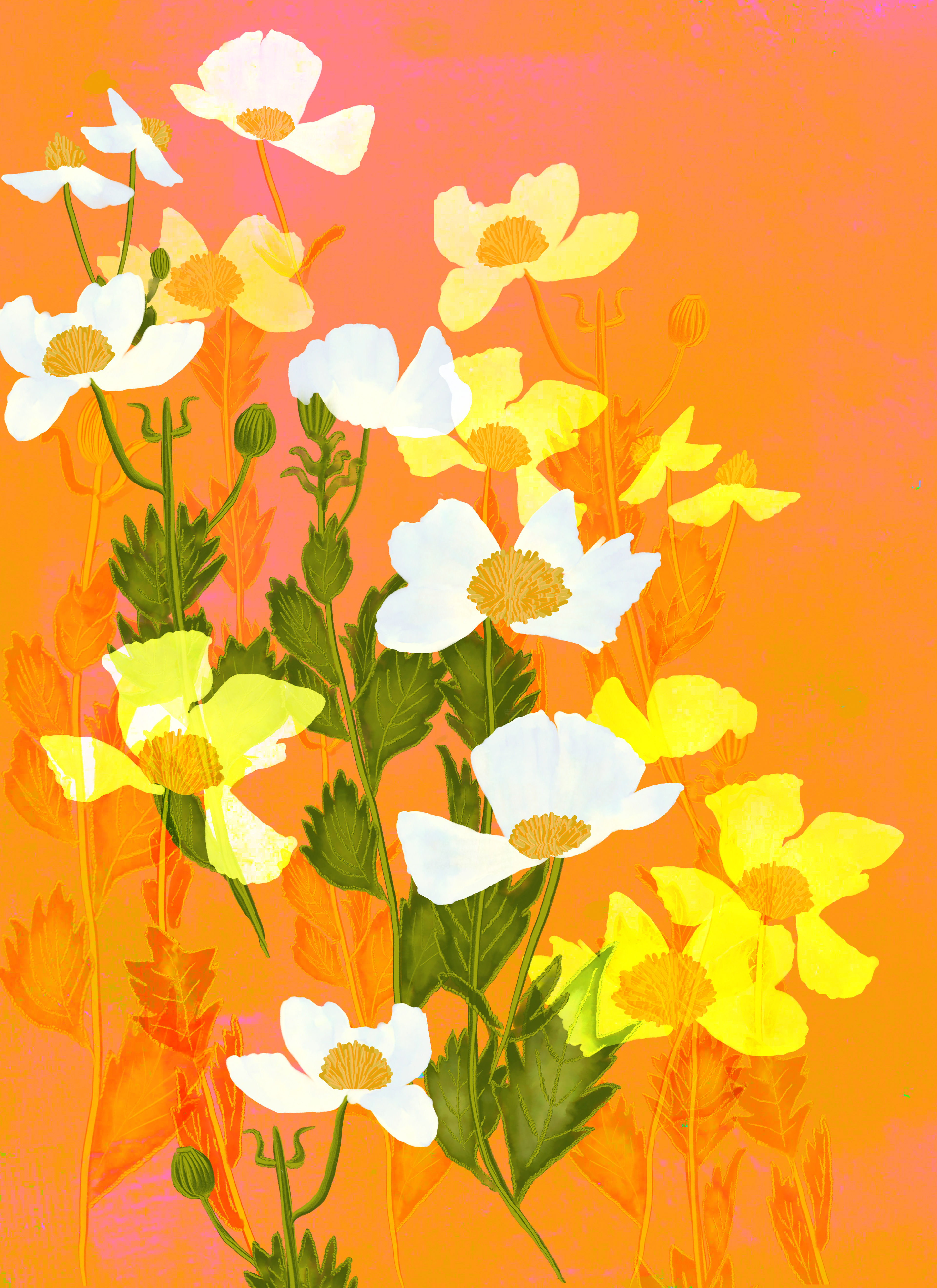 Summer White Poppies, digital illustration, created with Adobe Fresco