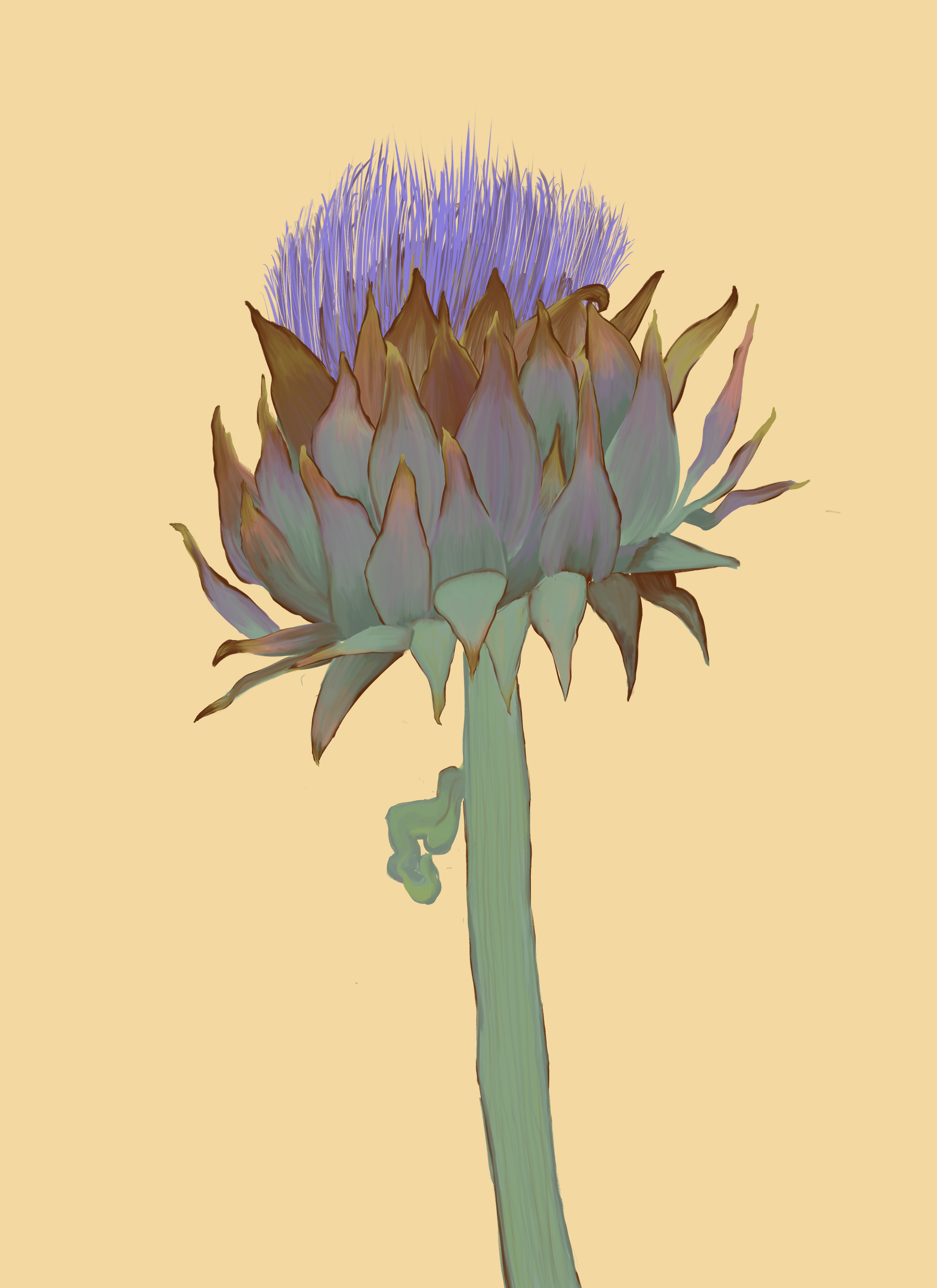 Artichoke Thistle, digital illustration, created with Adobe Fresco