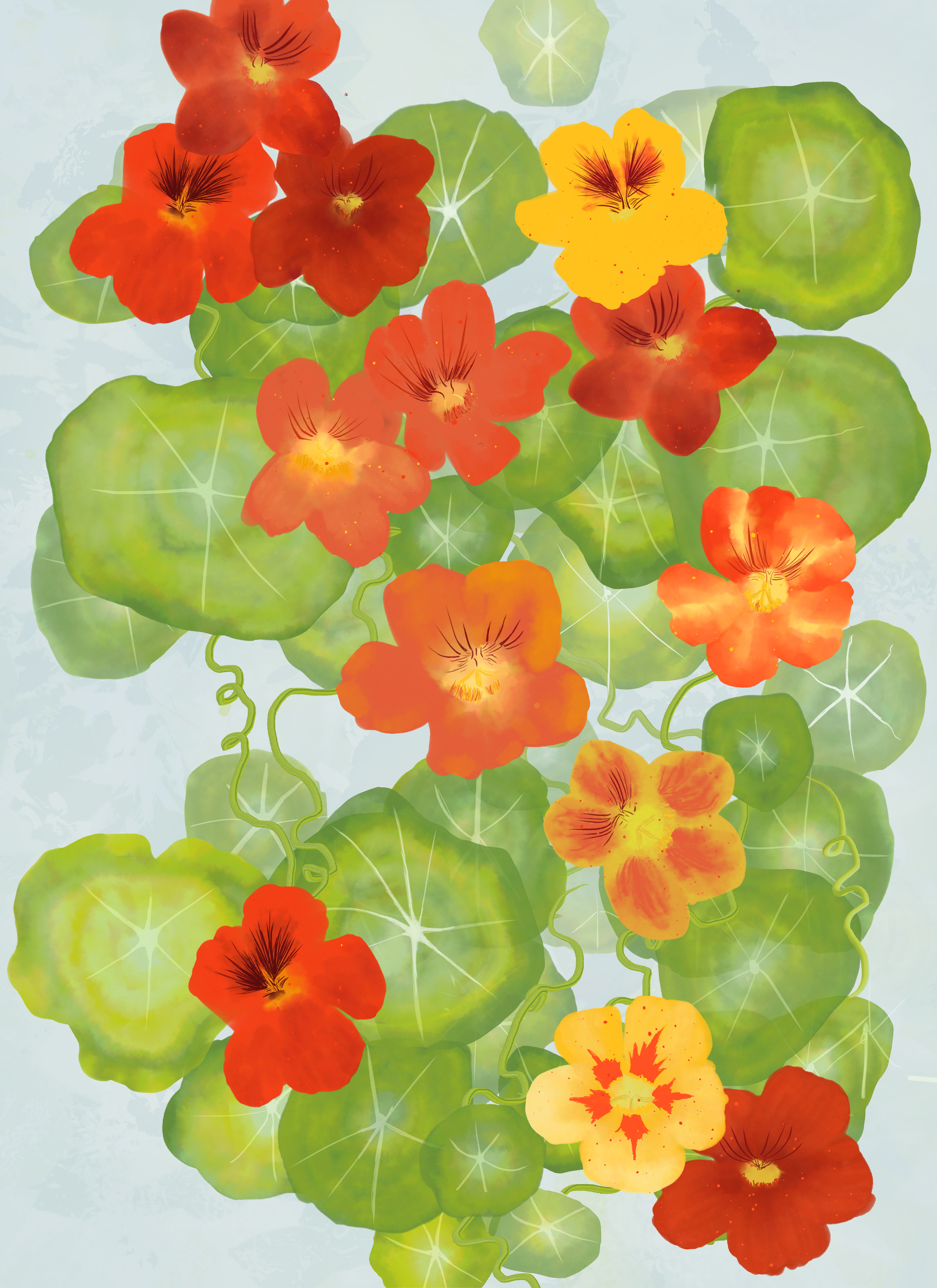 Nasturtiums, digital illustration, created with Adobe Fresco