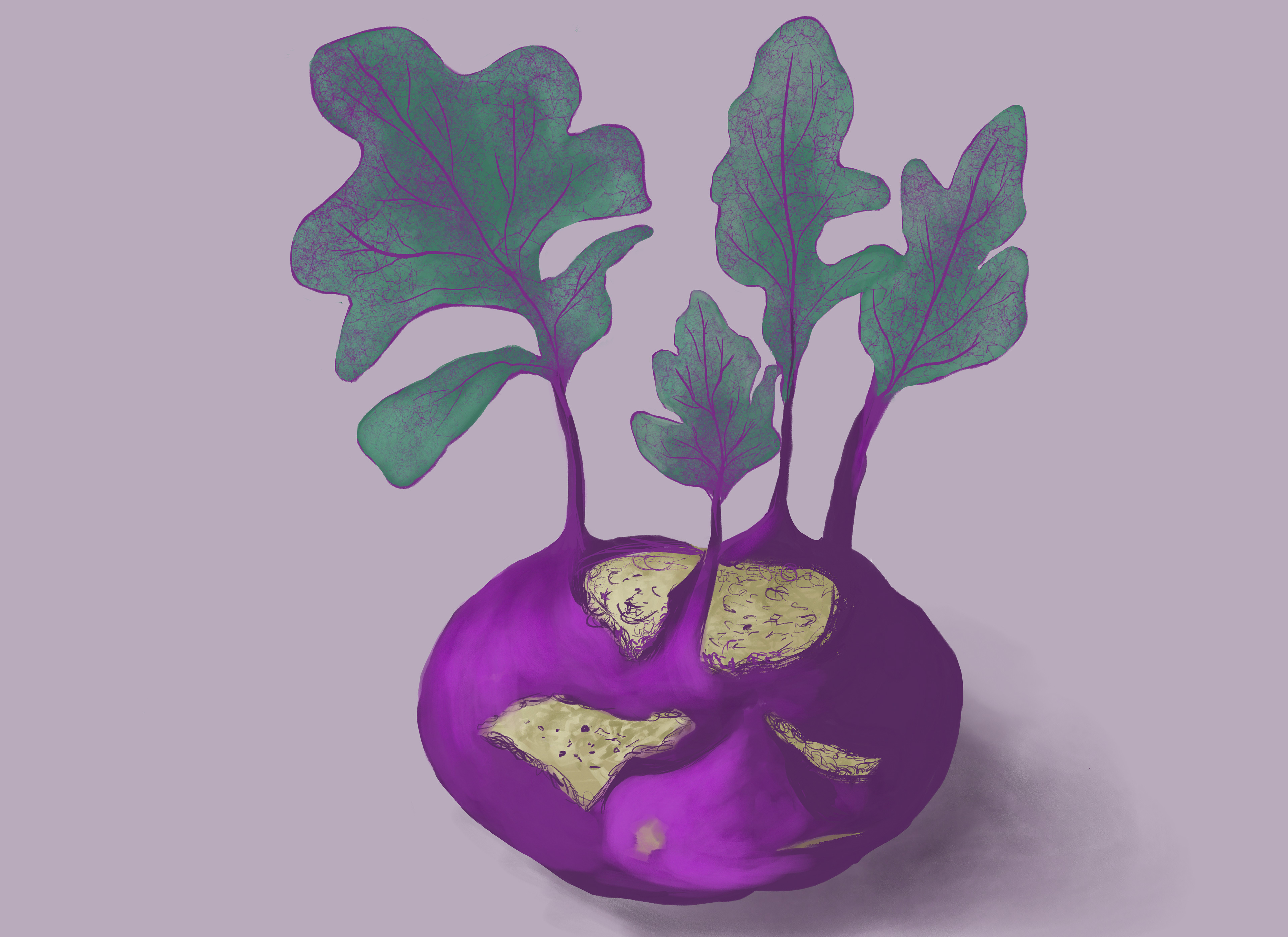 Kohlrabi, digital illustration. Created with Adobe Fresco on ipad