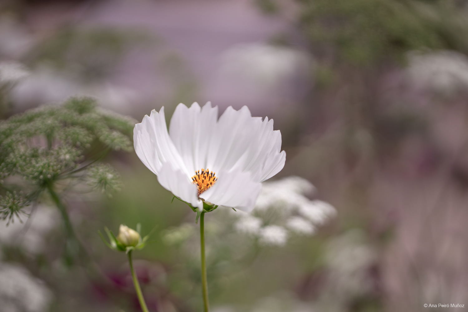 Cosmos 'Purity' - RHS Iconic Horticultural Hero garden by Carol Klein