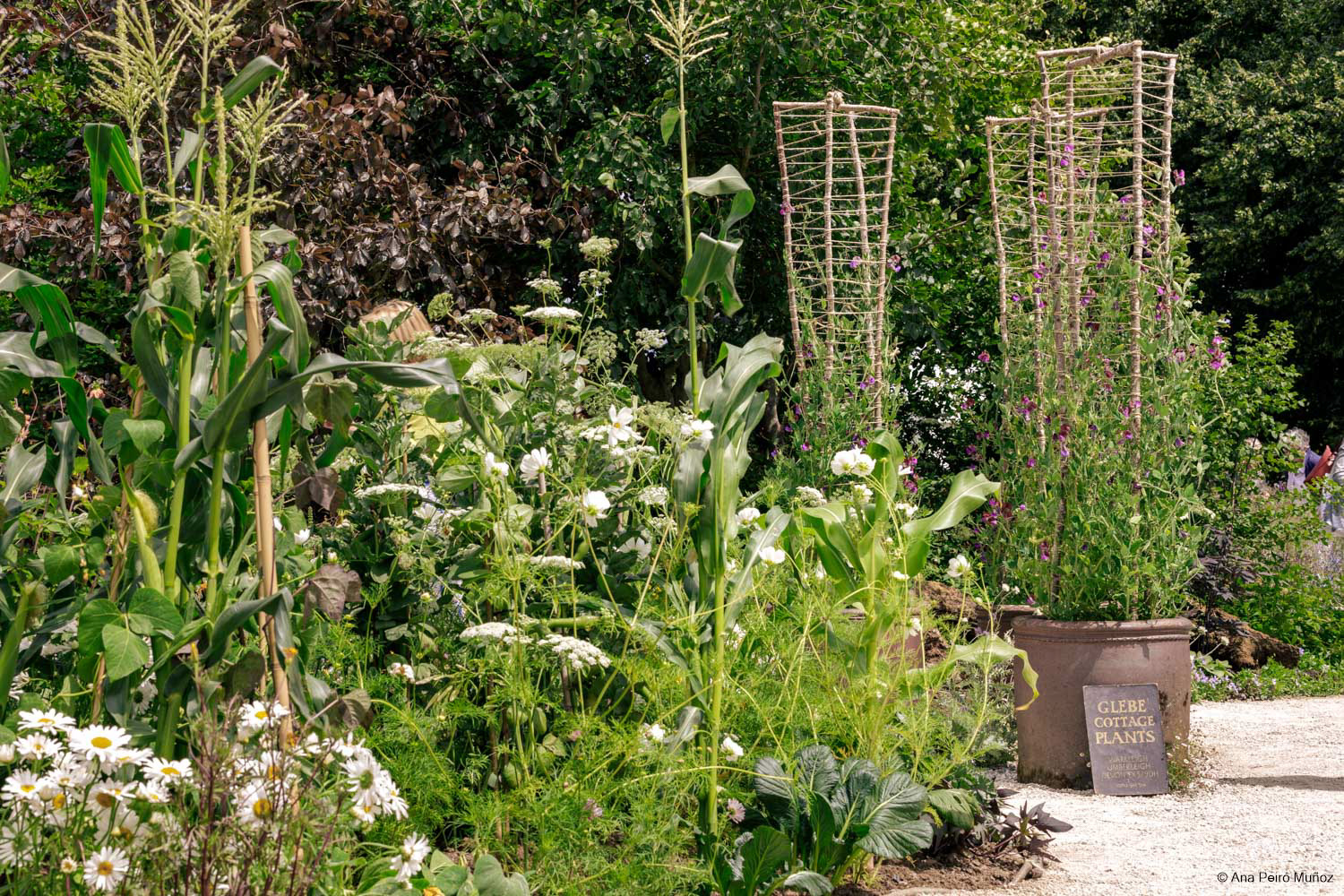 RHS Iconic Horticultural Hero garden by Carol Klein