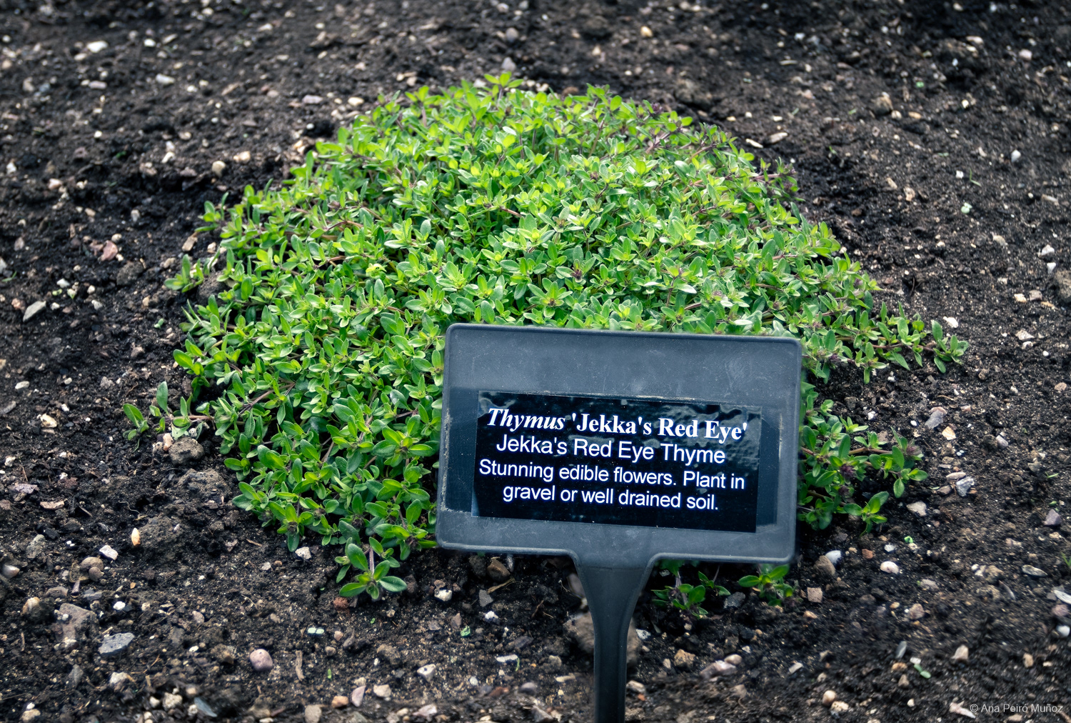 'Jekka's Red Eye' Thyme
