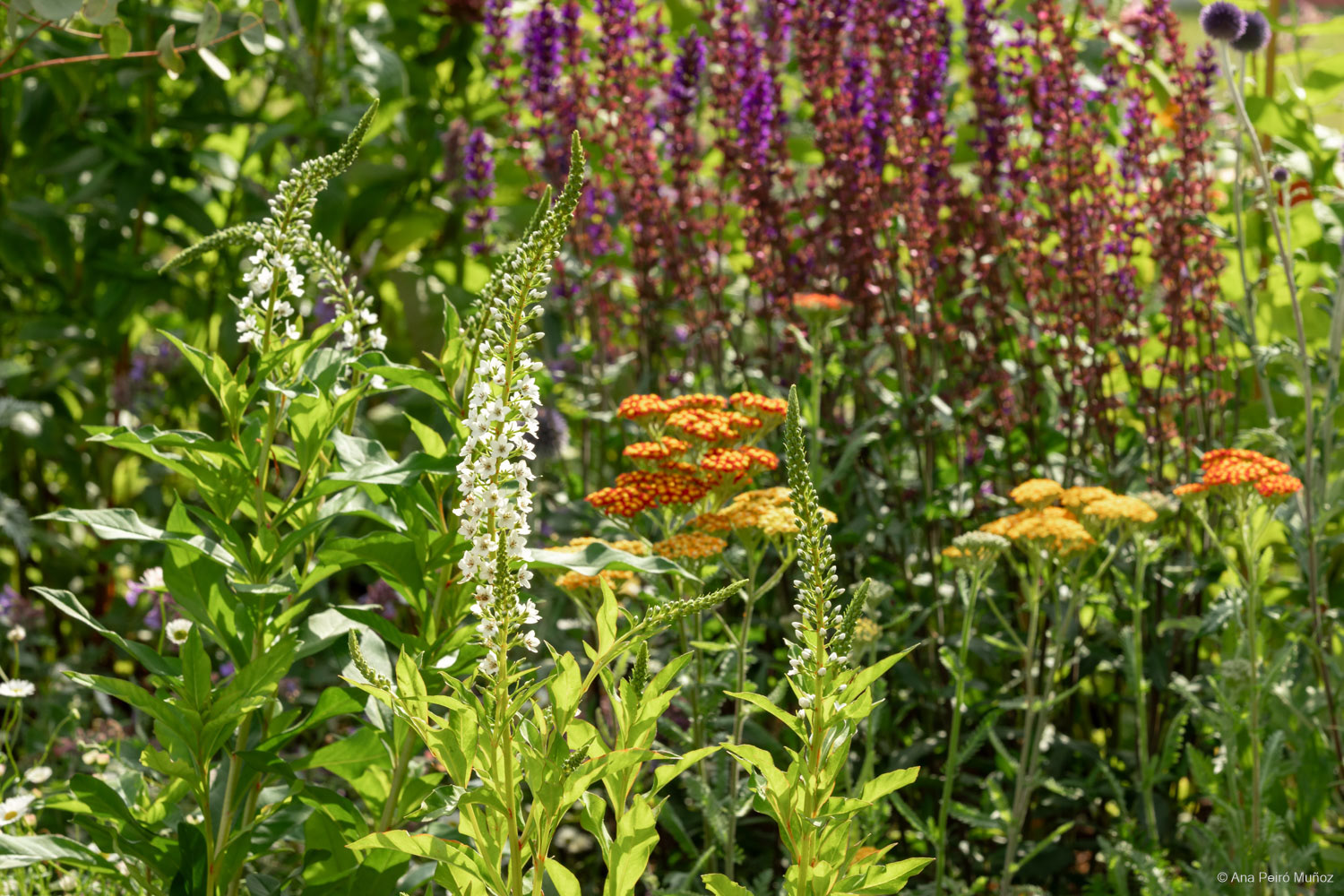 The Wilton London Botanical Fragrance garden. Designer: Penelope Hill Smith.