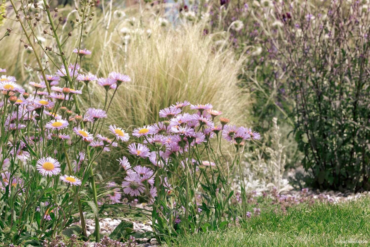 RHS Iconic Horticultural Hero garden by Carol Klein