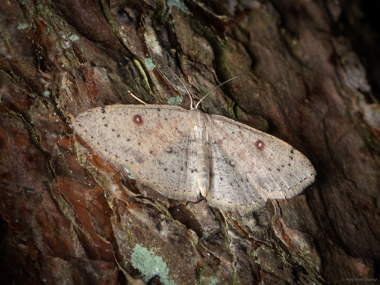 Birch Mocha, Fleet Pond