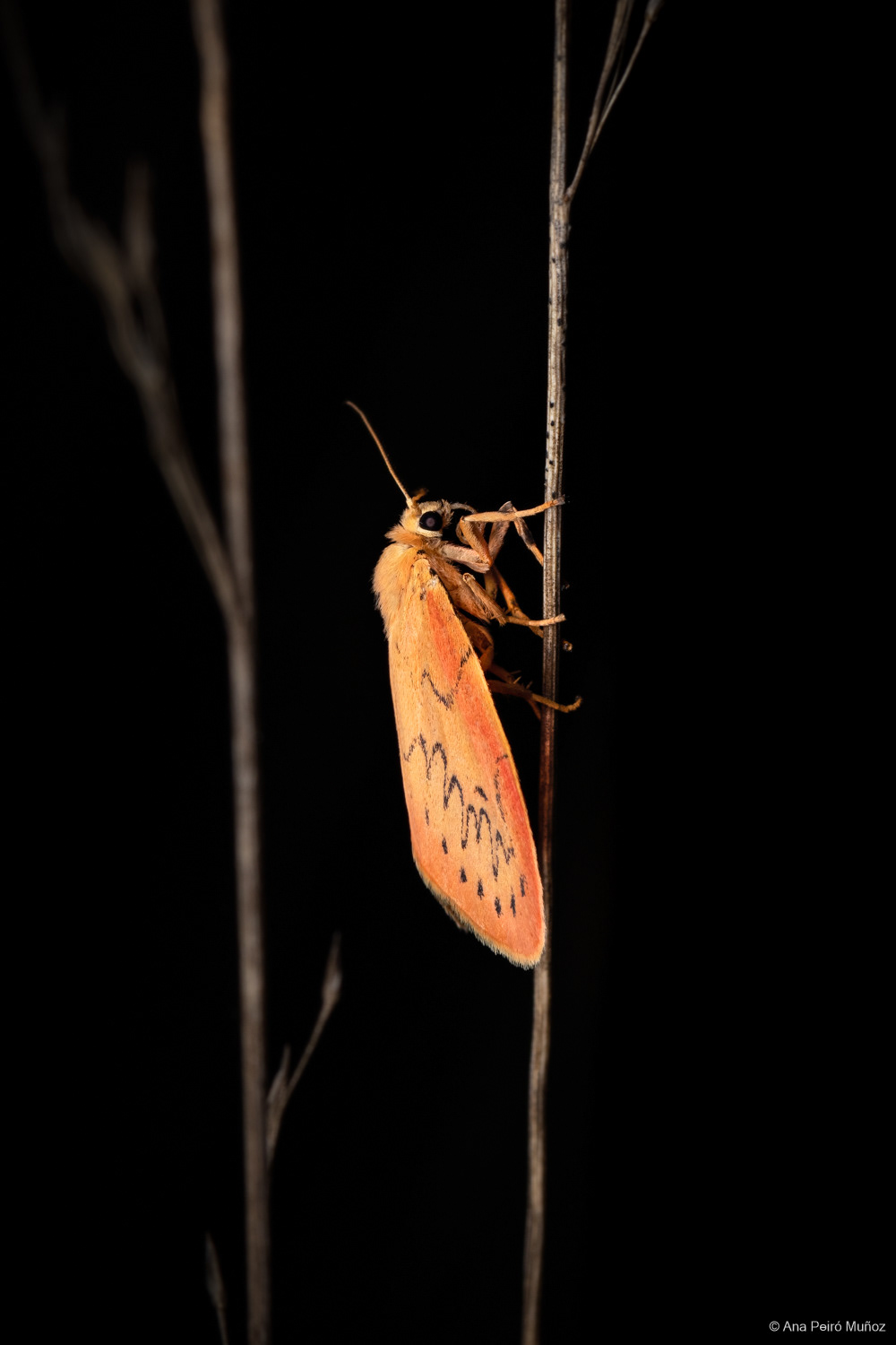 Rosy Footman, Fleet Pond