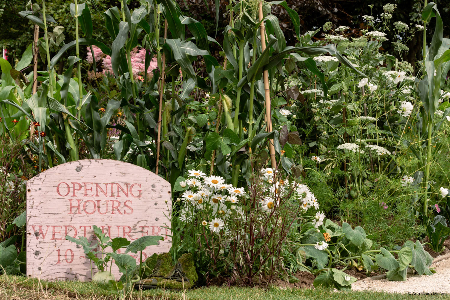 RHS Iconic Horticultural Hero garden by Carol Klein