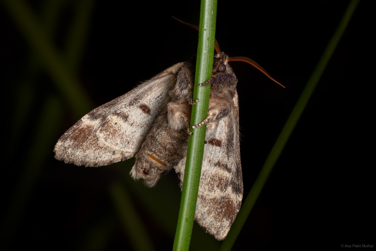 Iron Prominent, Fleet Pond