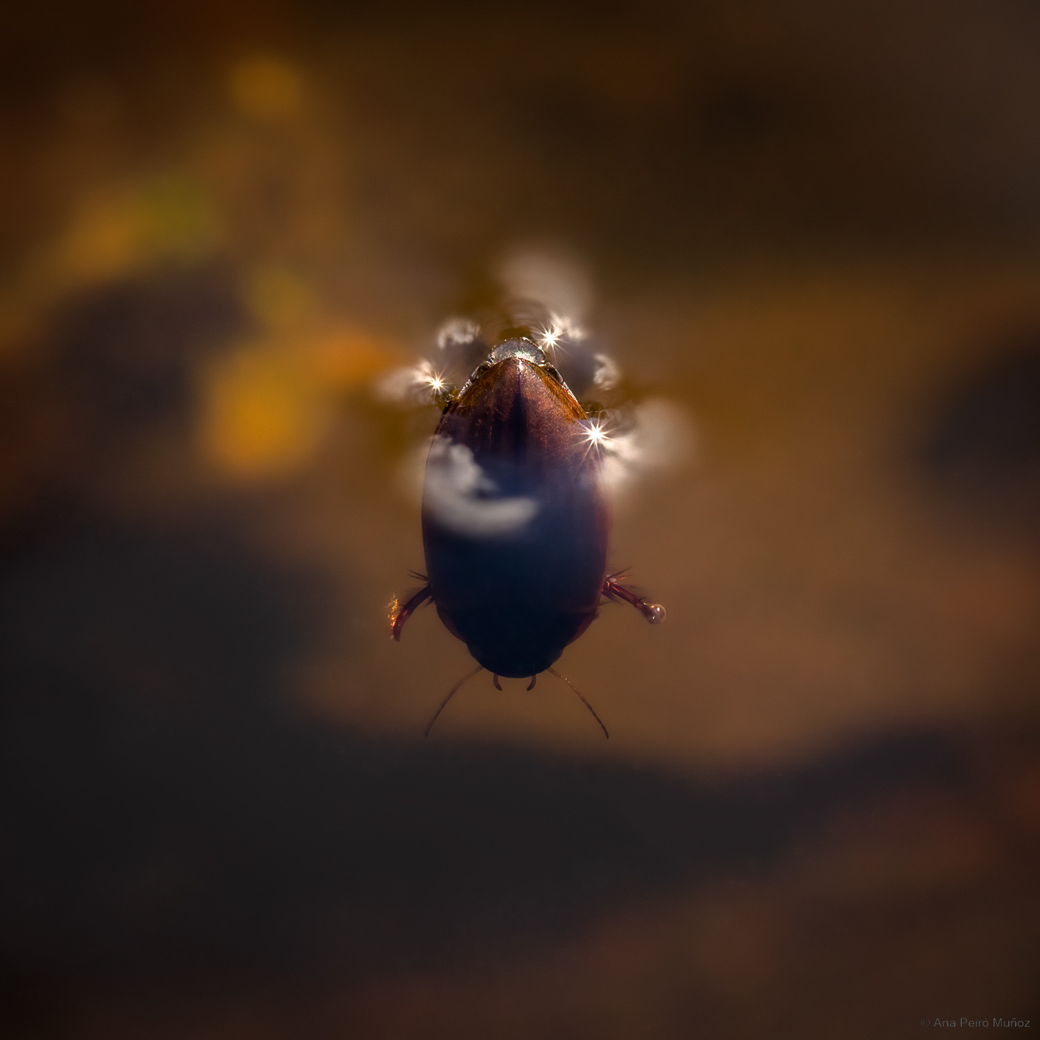 Diving beetle, UK