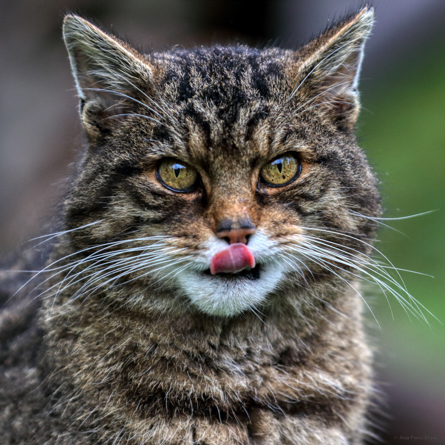 Scottish Wildcat, British Wildlife Centre, UK