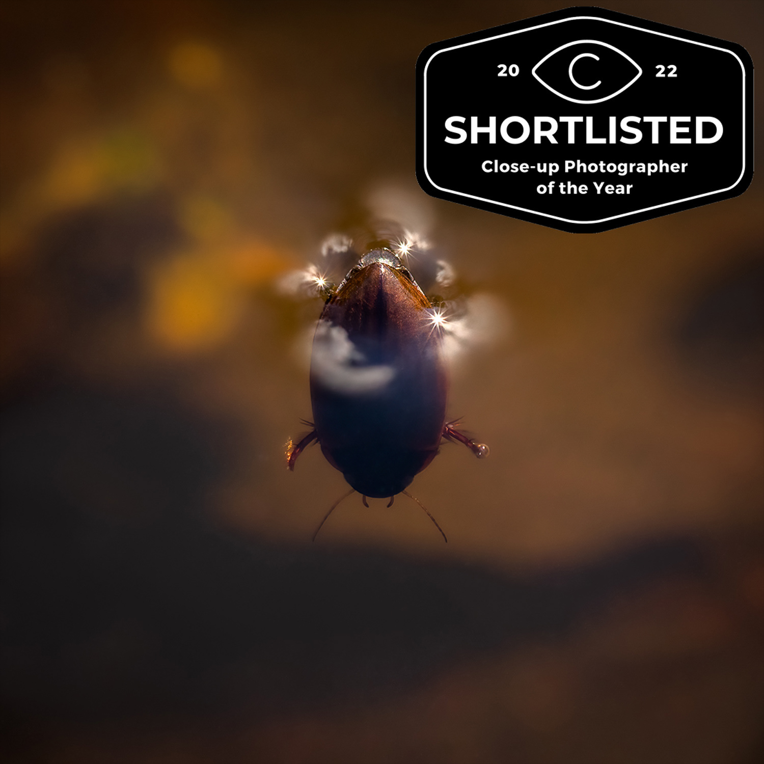 cupoty 04 - insects - shortlist