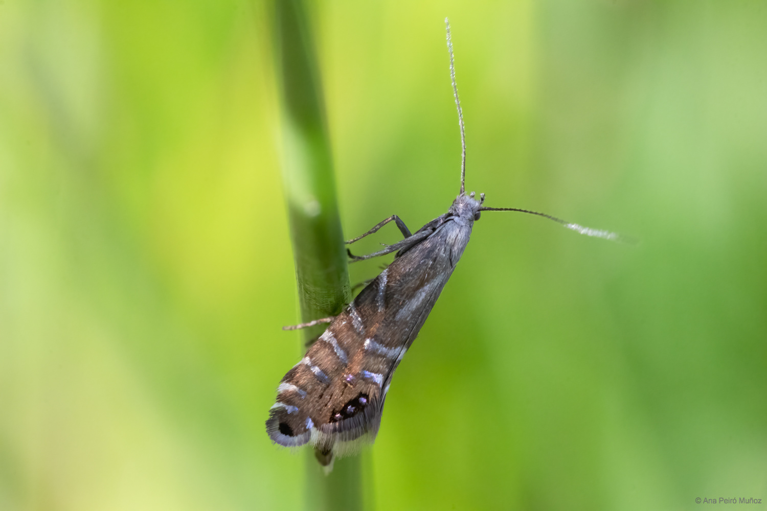 Glyphipterix thrasonella, Fleet Pond