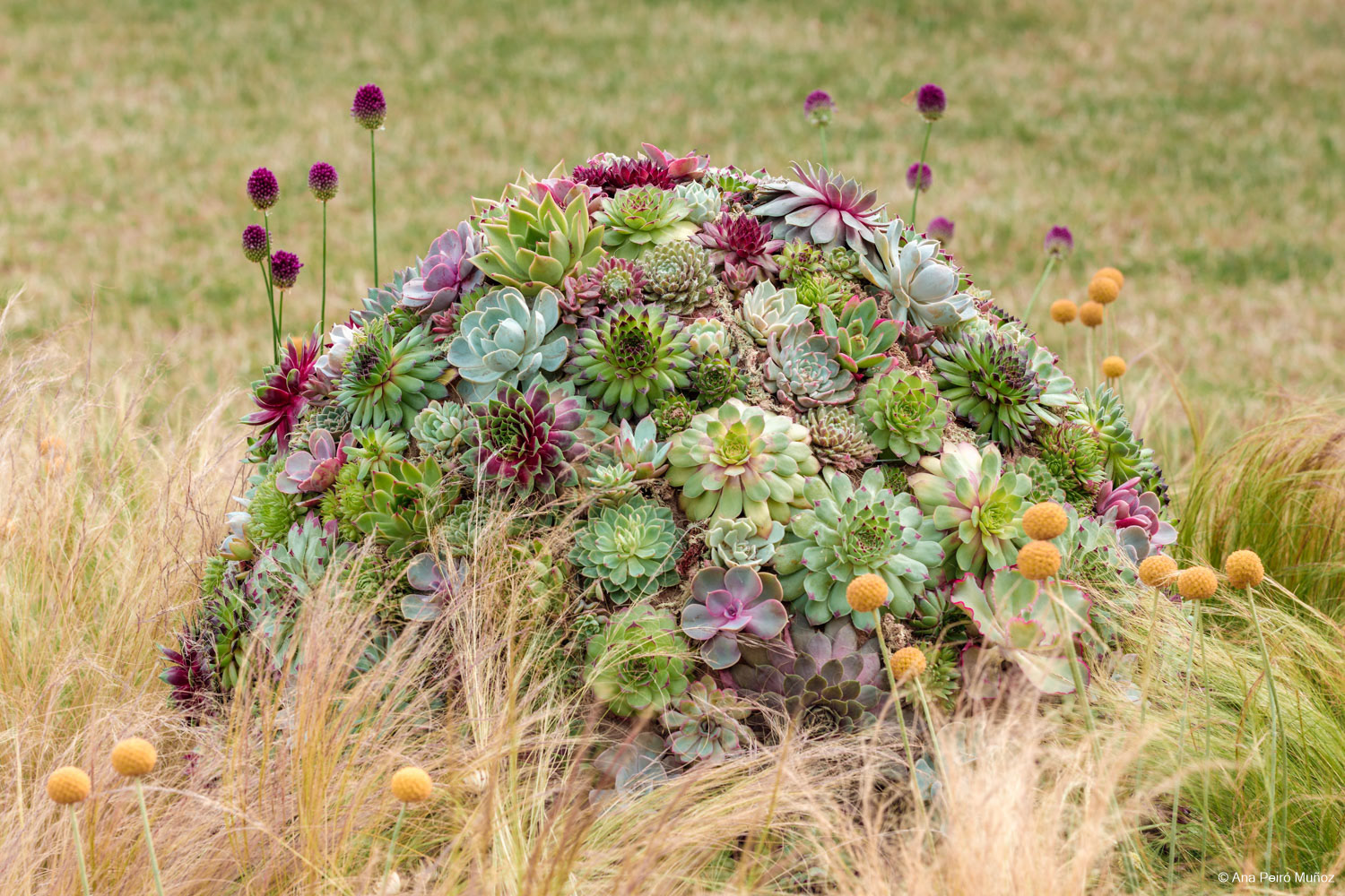 Living succulent sculpture at the Touching the Senses garden. Designer: Jodie Chan.