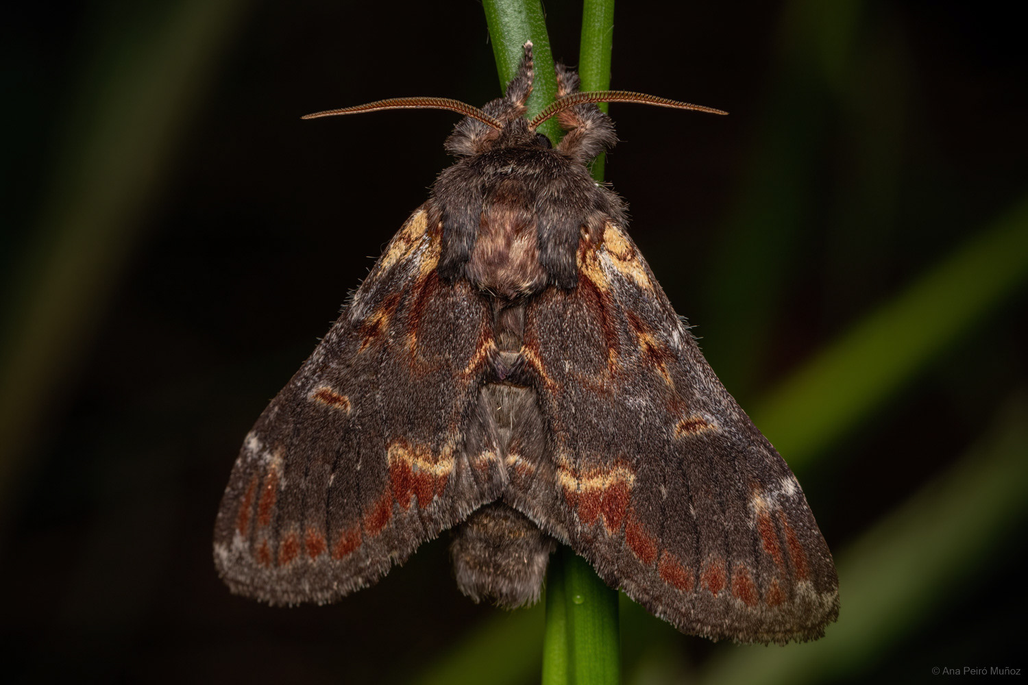 Iron Prominent, Fleet Pond