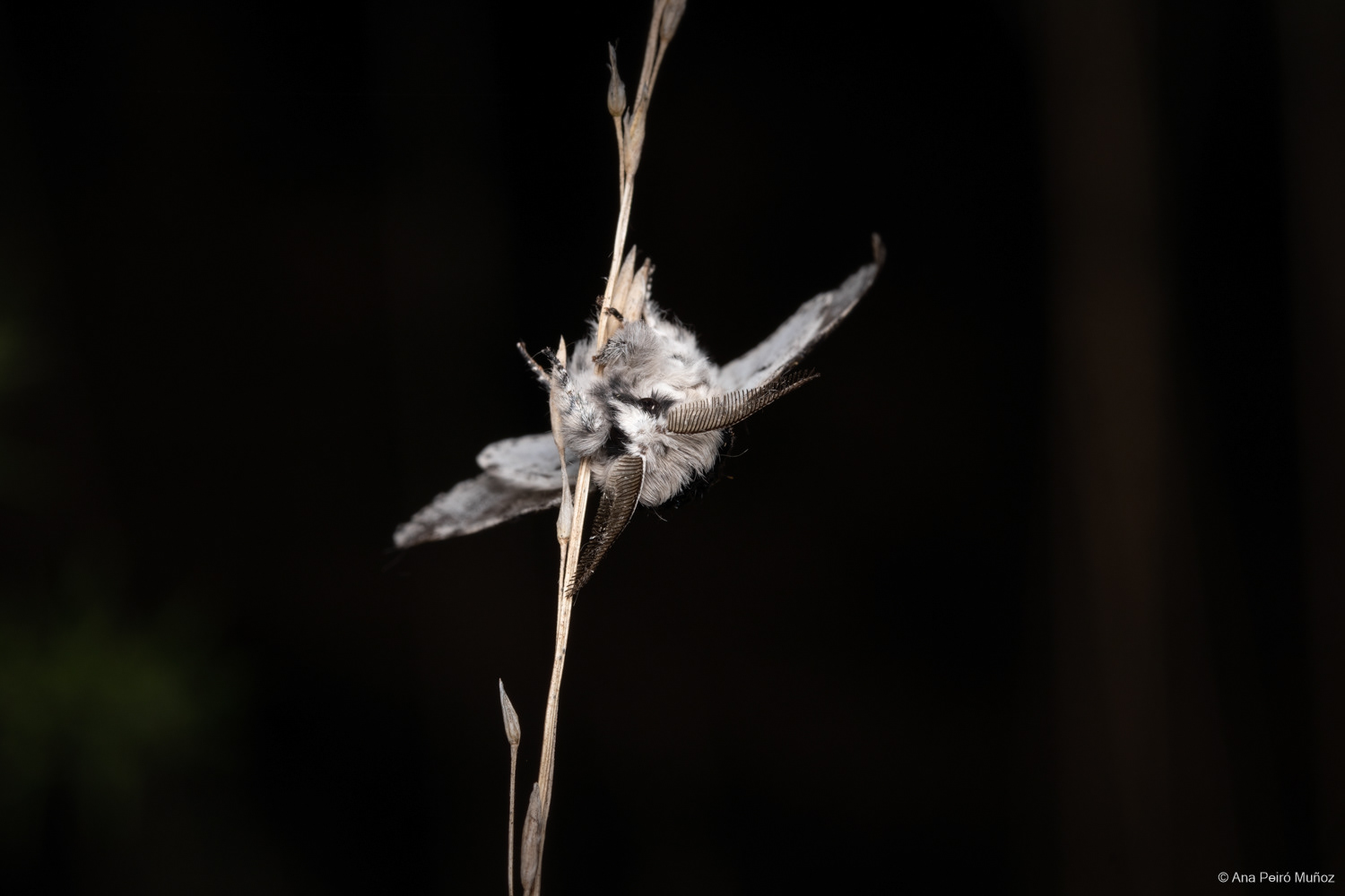 Sallow Kitten, Fleet Pond