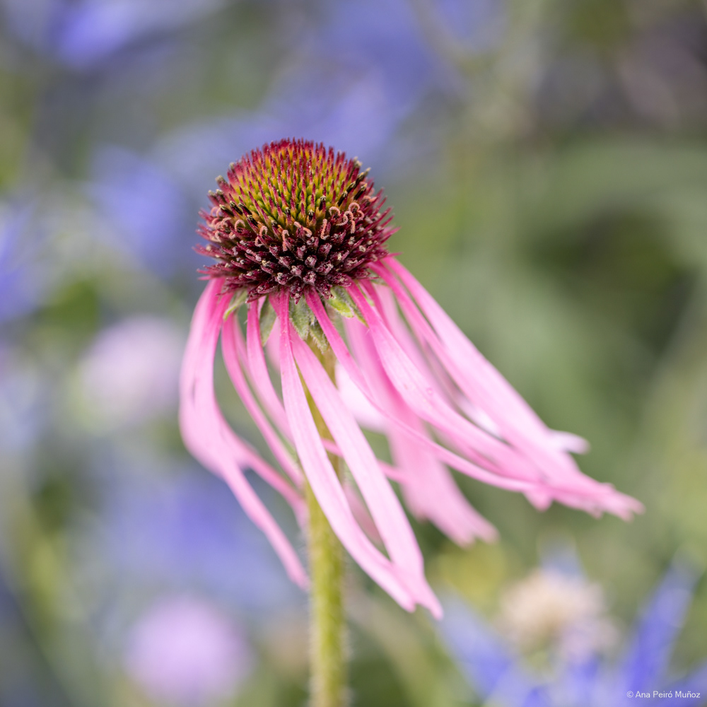 Echinacea pallida - RHS Iconic Horticultural Hero garden by Carol Klein