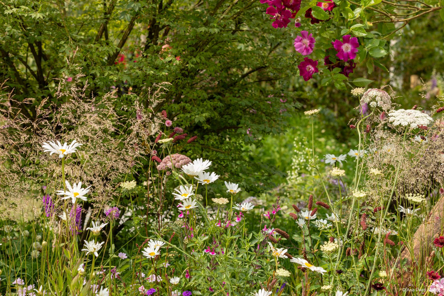 RHS Wildlife Garden. Designers: Jo Thompson and Kate Bradbury.