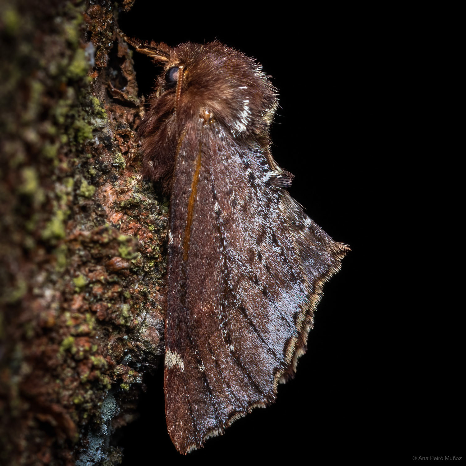 Scarce Prominent, Fleet Pond