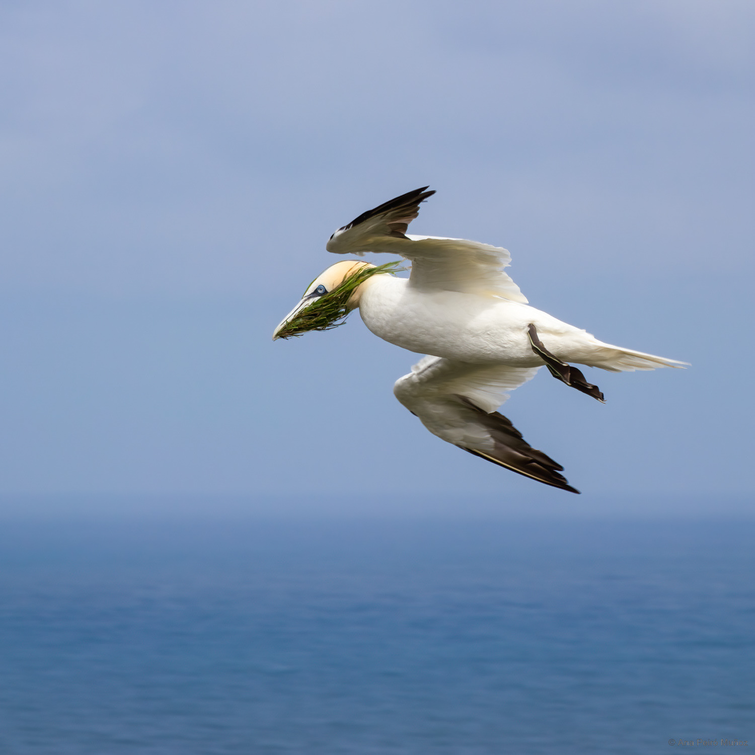 Gannet at Bempton Cliff, Yorkshire, UK